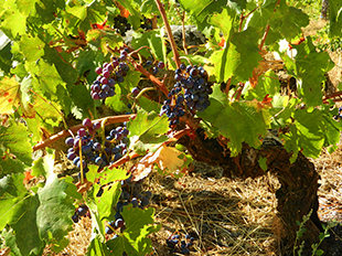 Cepas de uva del país